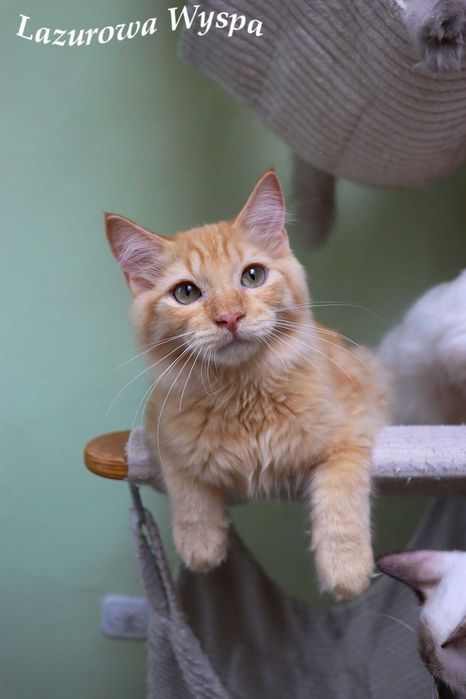 Złoty , słodki  Ragdoll