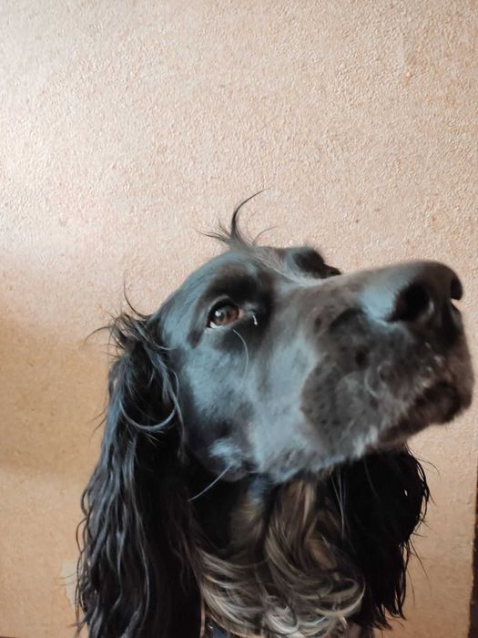 Спаніель РОС кобель з документами. В'язка