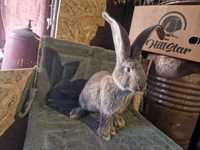 Продам кролі Бельгійського велетня(Агуті)