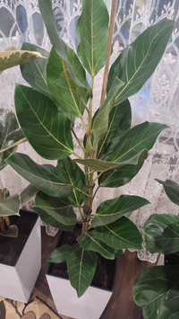 Фікус Бенгальський 2 рослини посаджено