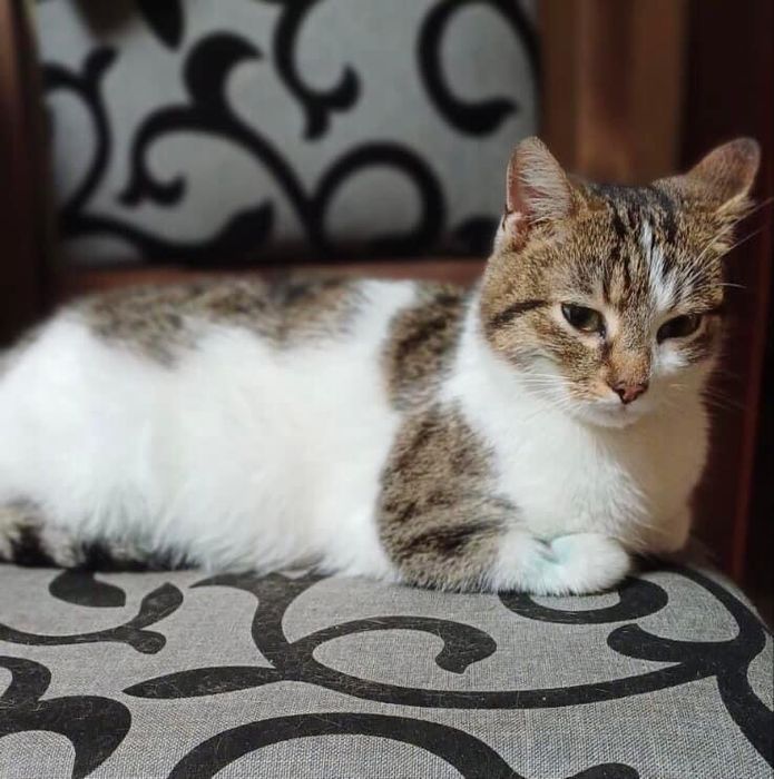 Киця шукає дім! 10 місяців. Стерилізована