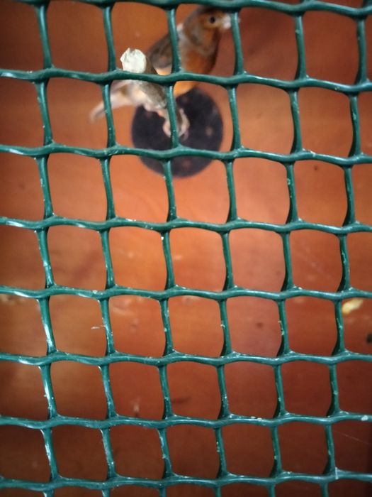 Продам клітки з канарками