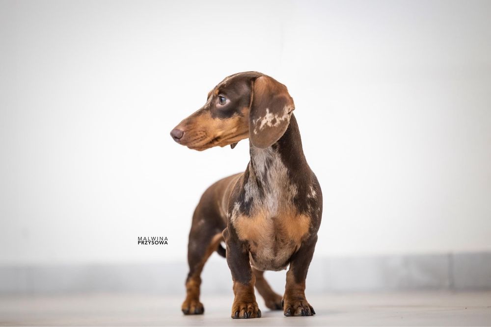 Jamnik Miniaturowy Krótkowlosy