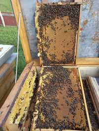 Бджоломатки "Карпатка" 2024