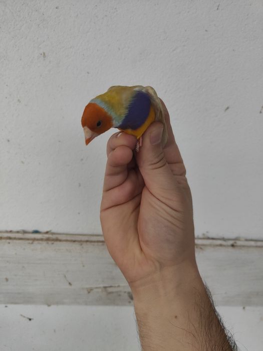 Diamante de gould