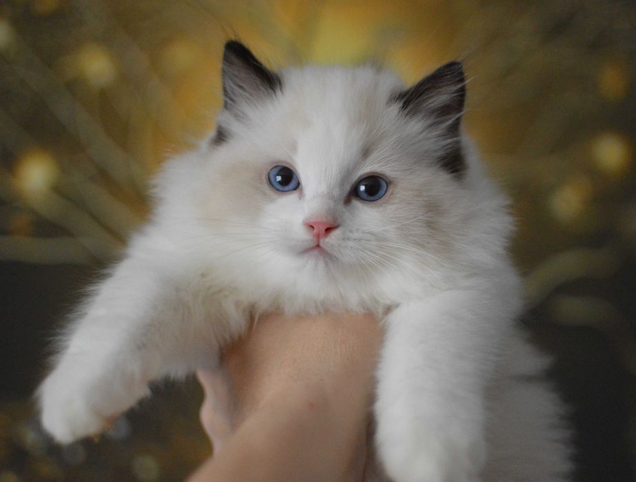 Kocurek Seal Bicolour Kot Ragdoll Fife/Fpl