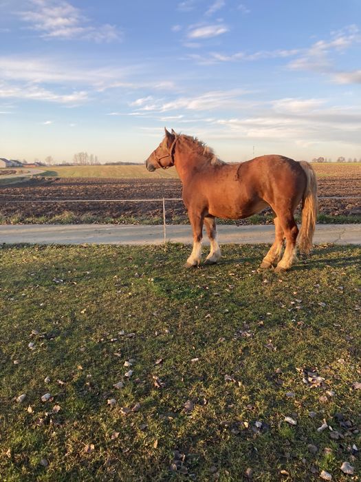 Klacz źrebna, źrobka