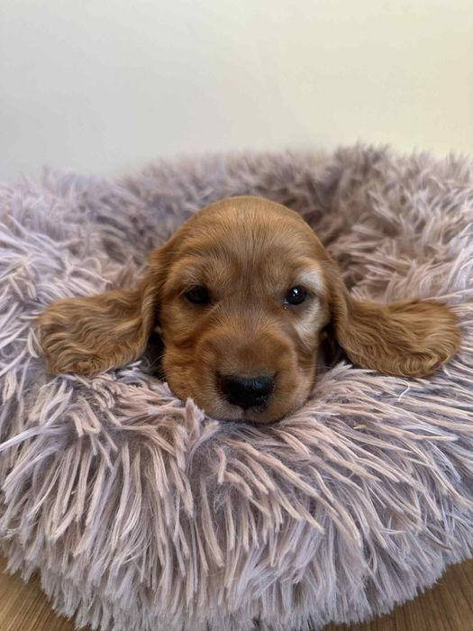Cocker spaniel angielski