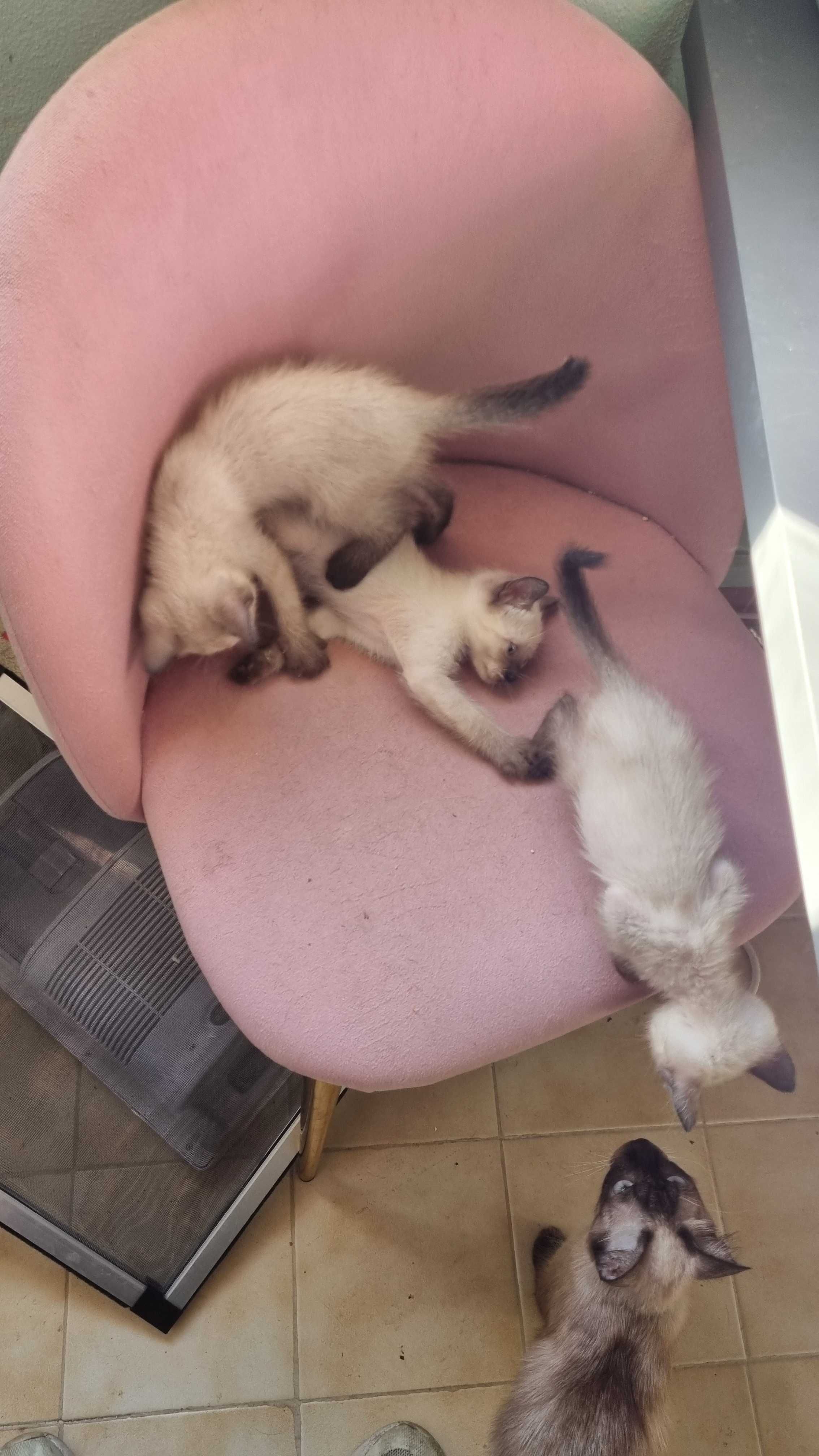 Dou Gatinhos Siameses muito meiguinhos