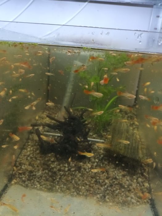 Gubiki Albino Dorsal sprzedam