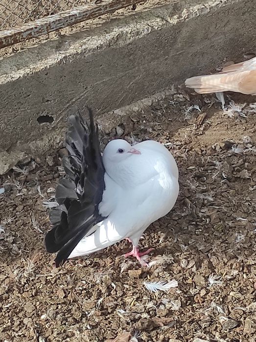 Pawiki różne kolory