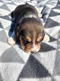 Beagle piesek tricolor metryka czip wyprawka