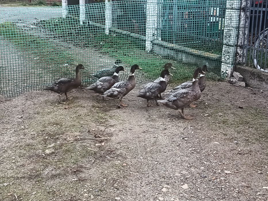 Kaczki mulardy młode