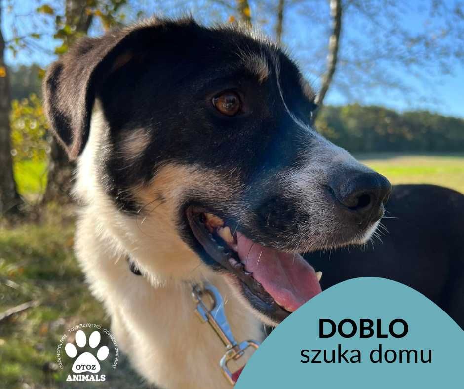 Znaleziono psa  w gm Wicko "Doblo" szuka domu