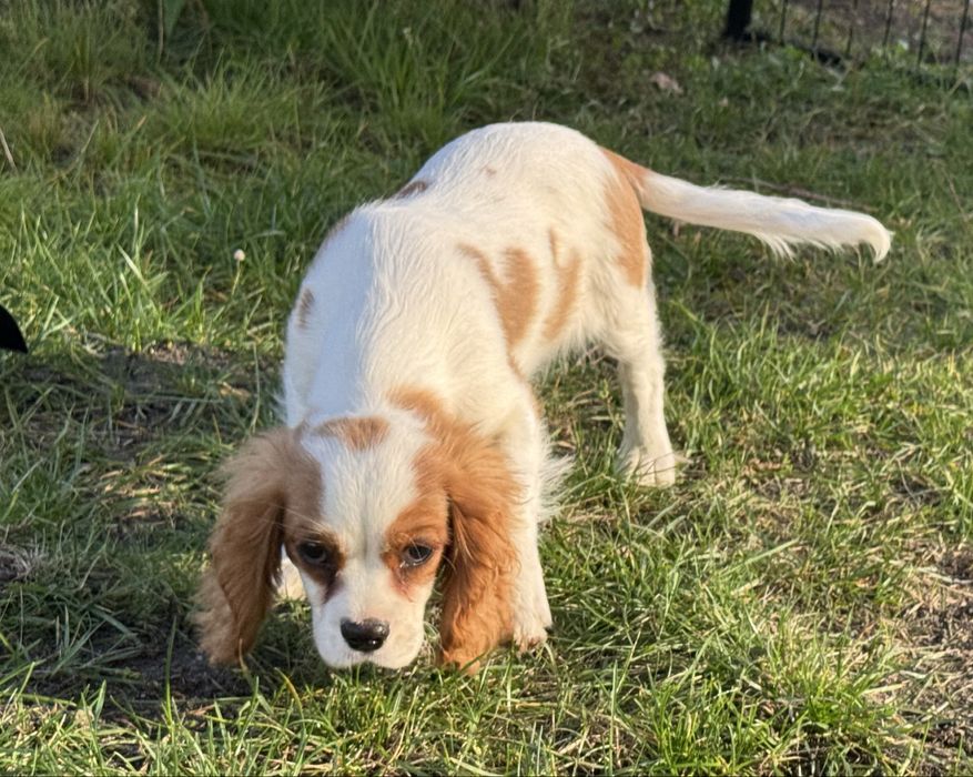 Cavalier king charles spaniel szczeniak z rodowodem blenheim