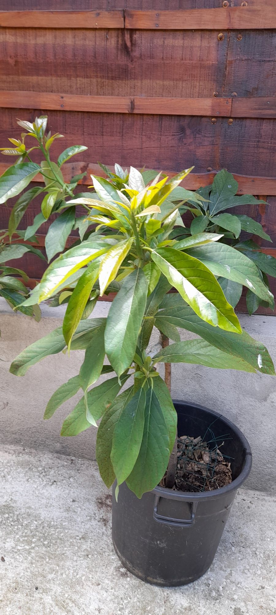 Abacateiro para venda com 4 anos  está em boa terra .