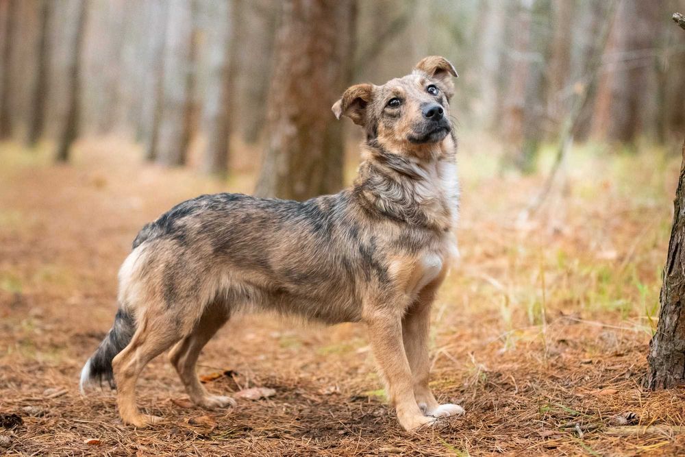 ALAYA - psi podrostek za kratami, sunia młodzinka ok. 10 miesięcy