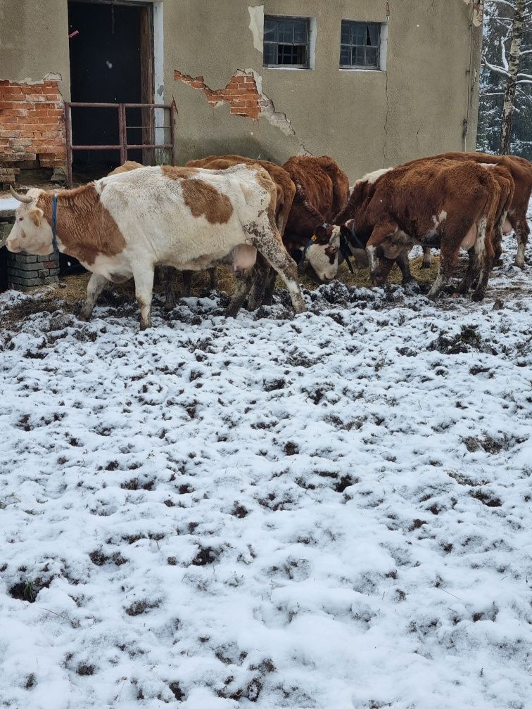 Skup koni bydła rzeźnego