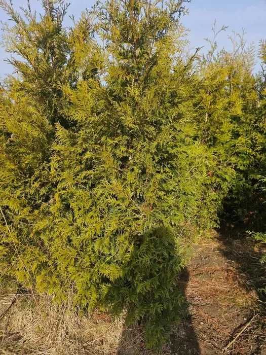 Tuja Brabant 250 , 220 cm SADZIMY (dostawa GRATIS cały kraj)