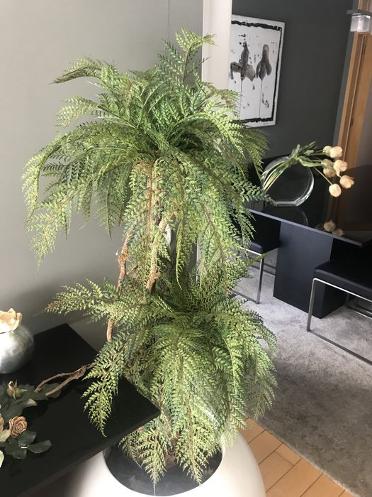 Palmeira com vaso grande