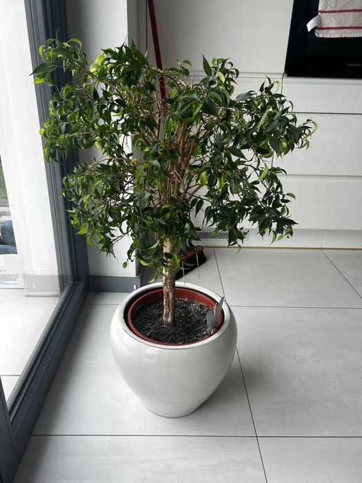 Ficus Benjamina roślina