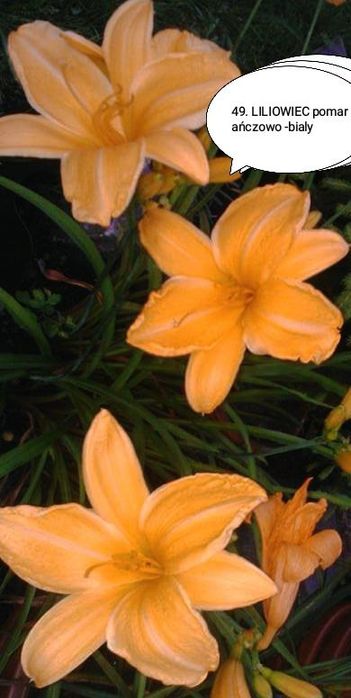 Kwiaty zimujące wieloletnie liliowce mix