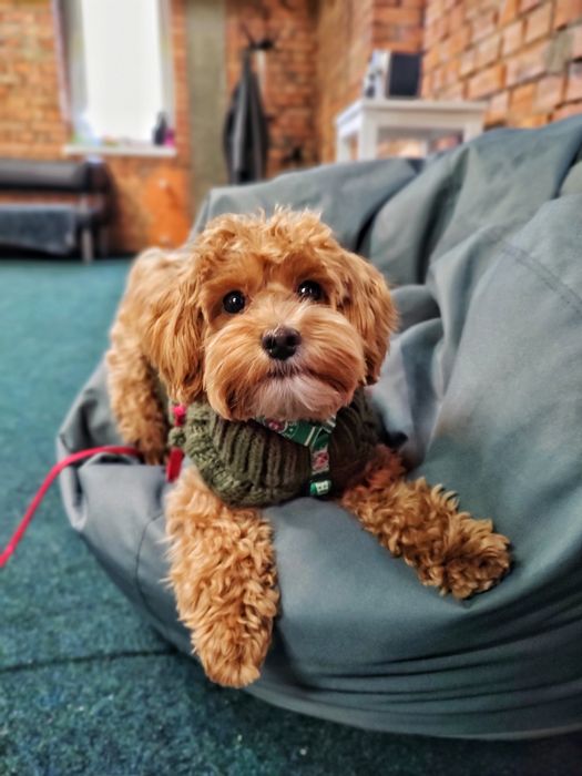 Кінолог Дресирування Собак