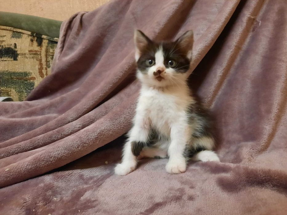 Віддам кошенят у добрі руки