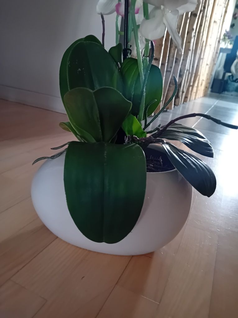 Orchidea storczyk doniczka porcelana