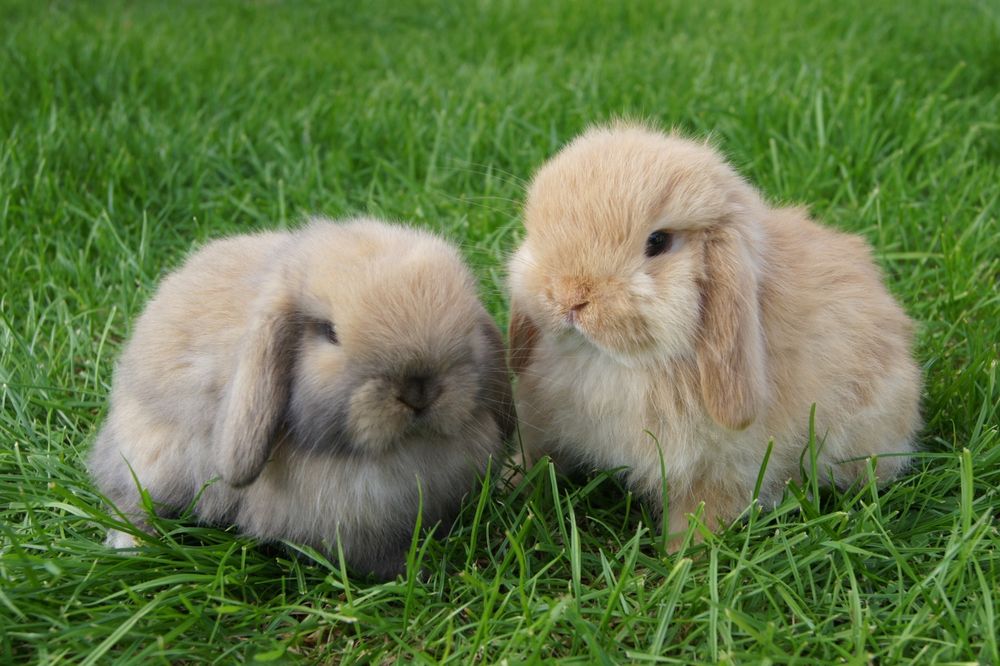 ÚLTIMOS Coelhinhos Mini Lop (Orelhudos)