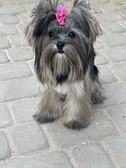 Yorkshire terrier miniaturka 1.60 kg suczka Misia paszport