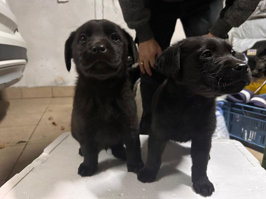 Małe pieski lablador. Ostatnie 2 czarne !