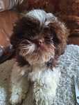Shih tzu piesek tri color  szuka nowego domu