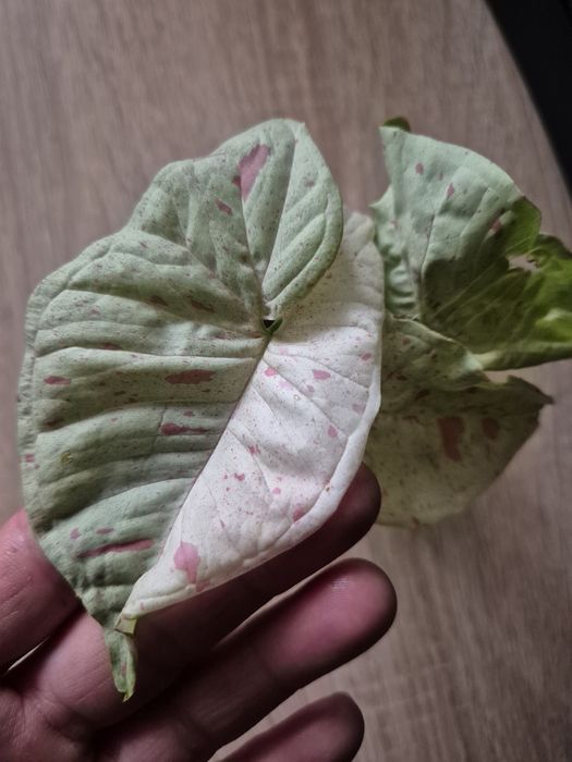 Syngonium milk confetti variegata