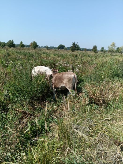 Продам нетелів.        .