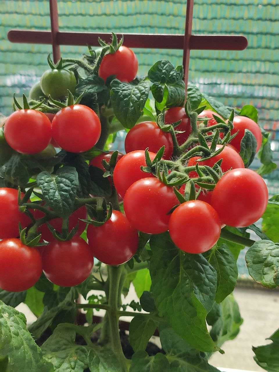 Микро томат рассада и взрослые кусты с плодами