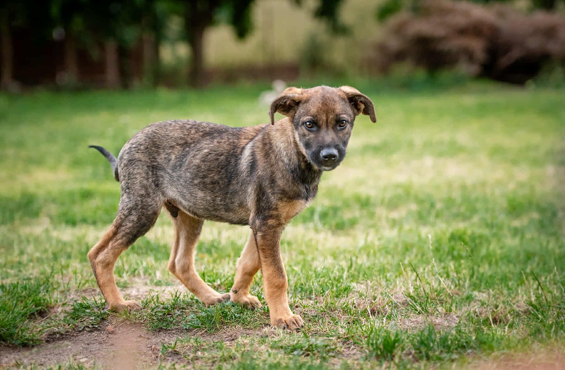 Kenzo do adopcji szczeniak 4 miesiące