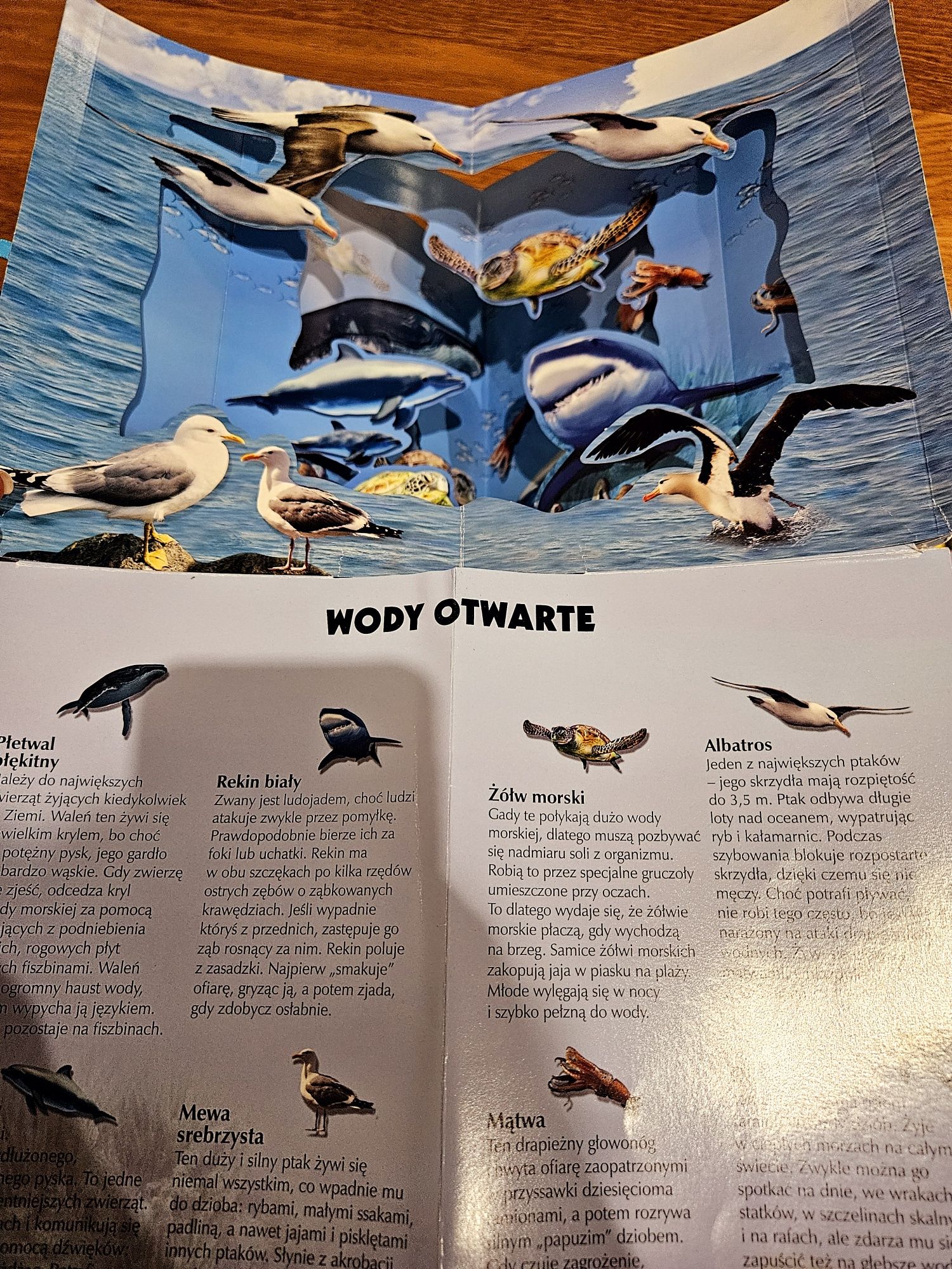 Zwierzęta oceanów 3D