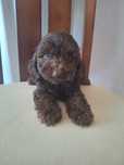 Cocapoo-pude/spaniel