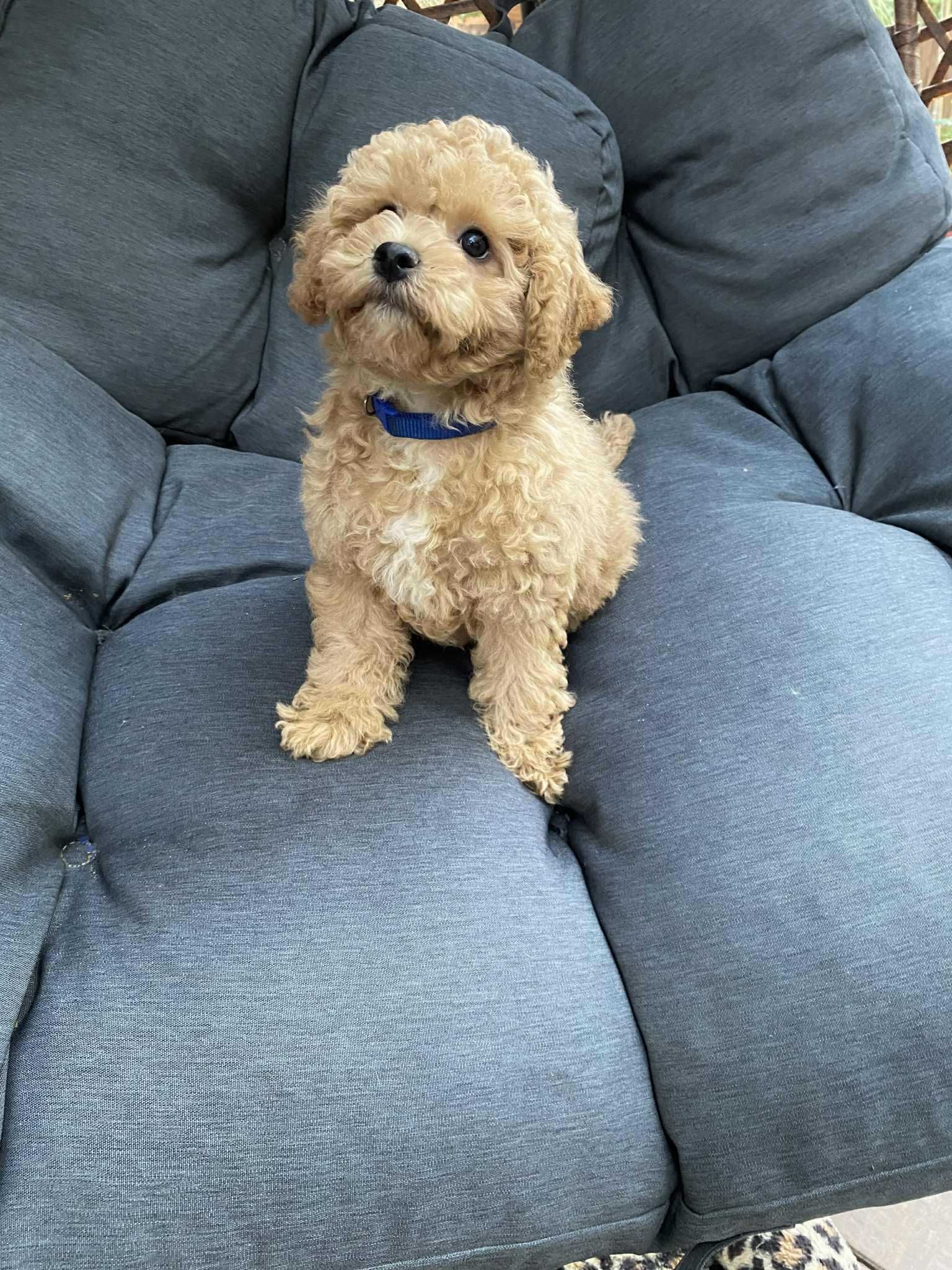 Bichpoo , Pudel / Bichon Frise , nie maltipoo,