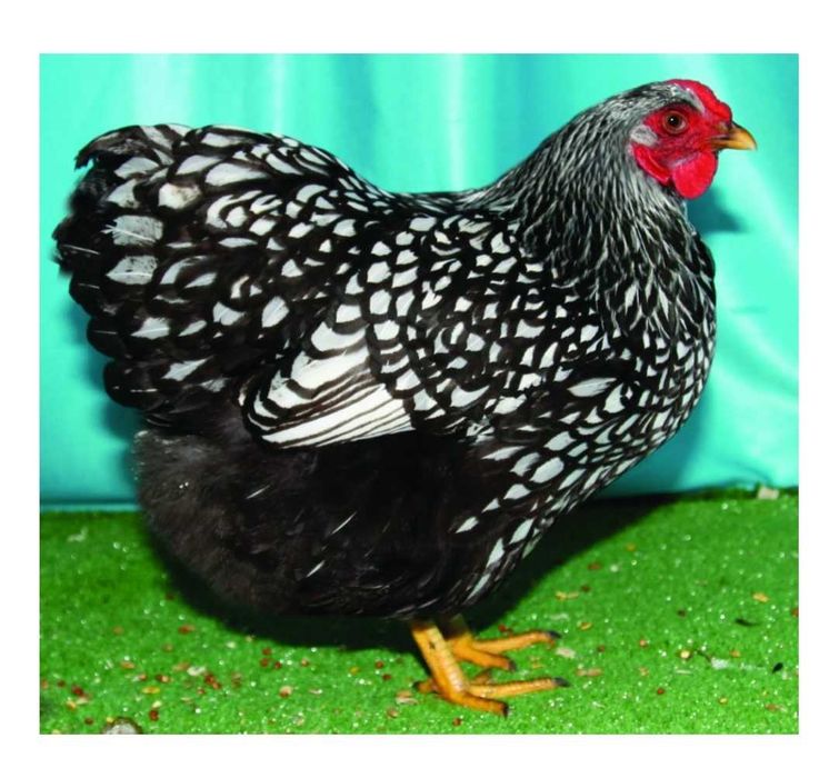 Кури породи віандот