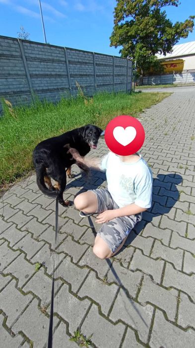 Saba rottweilerka do adopcji