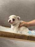Chihuahua Suczka ZKWP FCI prawdziwy rodowód /szczeniak