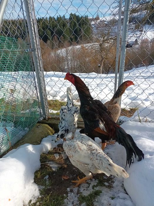 Bojowiec shamo bojowce