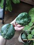 Hoya obovata splash