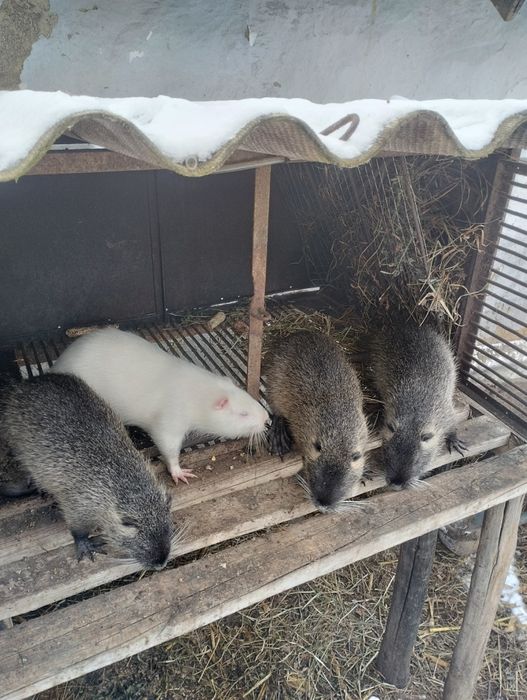 Продаж Нутрій, Молодняк Самці-Самки, Жива Вага І М'ясо!!!