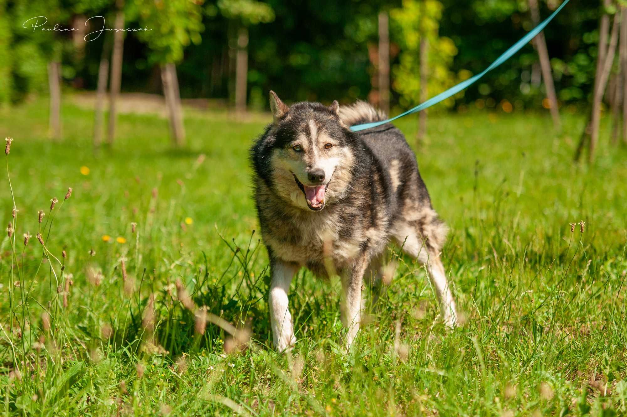 Otis w typie husky czeka na kochający dom...