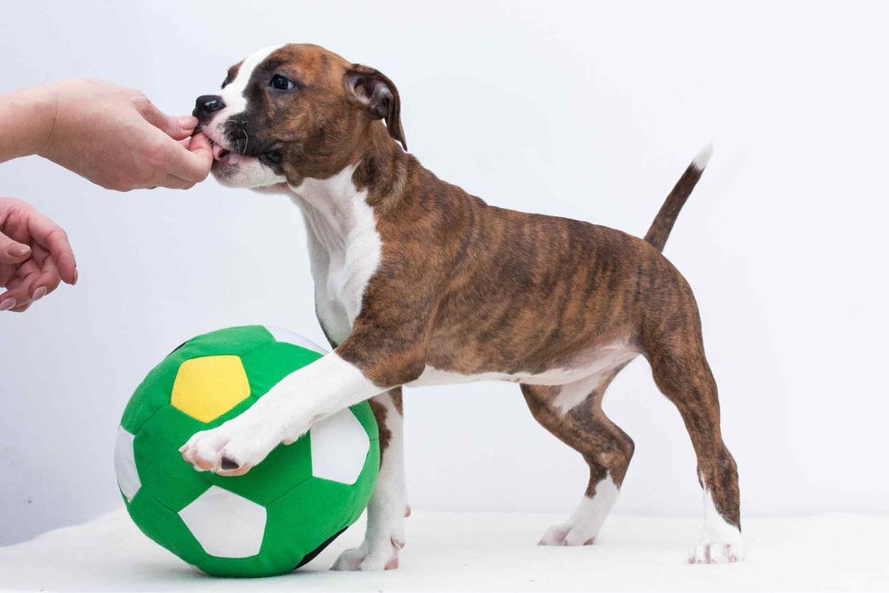 AMSTAFF American Staffordshire Terrier