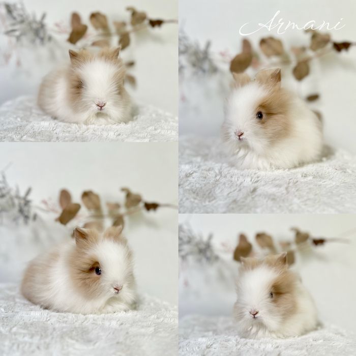 Króliczki rasy Mini Lop i Karzełek Teddy młodziutkie do rezerwacji