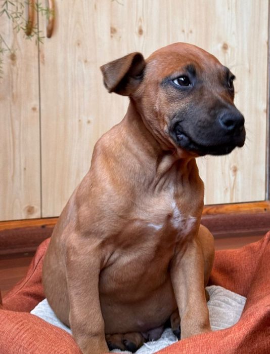 Хвостик . Гарний хлопчик